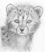 Cheetah