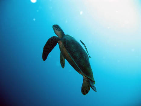 Turtle in Philippines