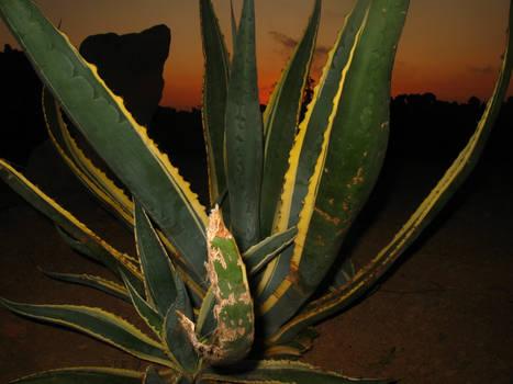 Sunset + Agave