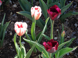 Tulips