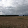 Afternoon sky in July over wheat 01