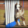 Miniature American Shepherd - R-Tic