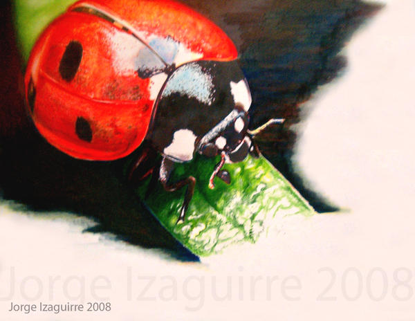 Ladybug