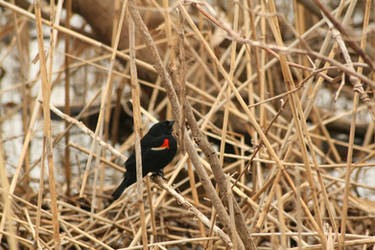 red winged black bird