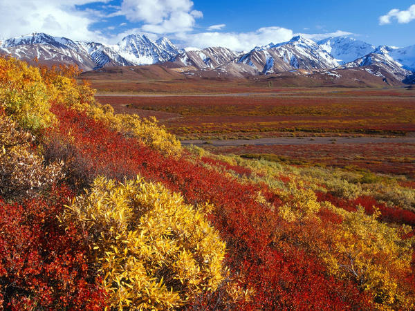 Alaska Denali Range by cywolf2083 Alaska Denali Range by cywolf2083
