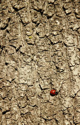 Lonely Ladybug