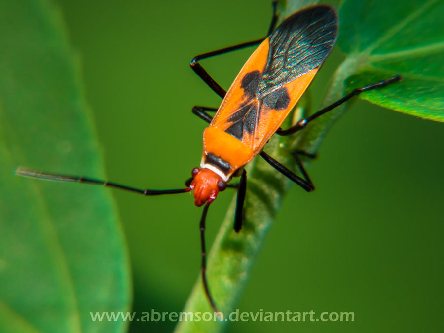 orange bug