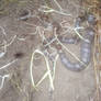 Full Milk Snake 