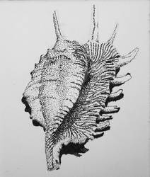 Shell (stippling)