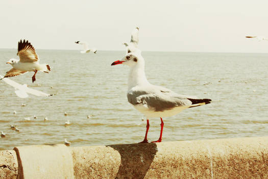 The Seagull