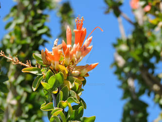 Desert Bloom