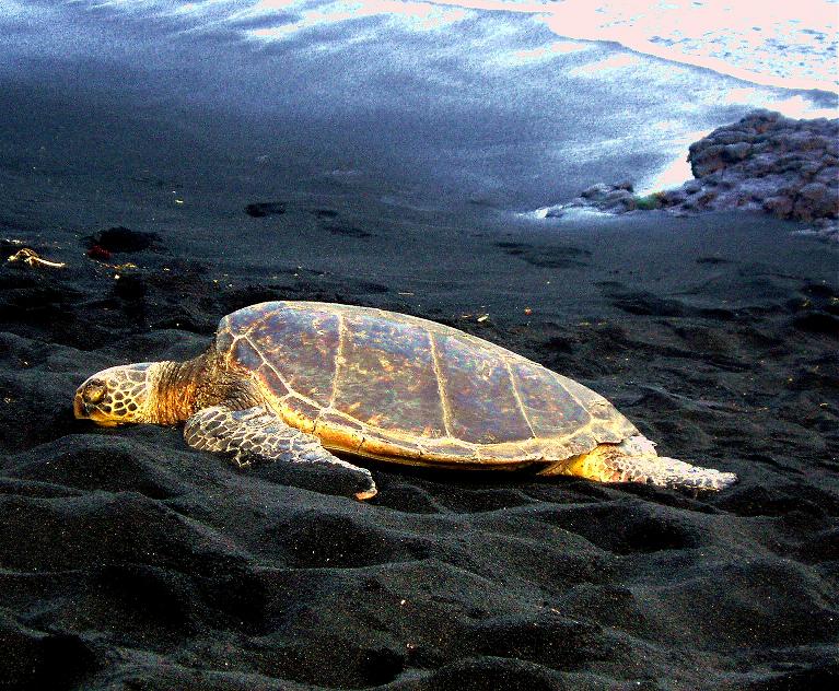 Sea Turtle