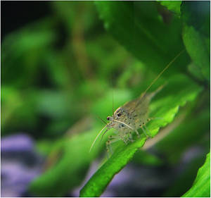 Amano Shrimp 2