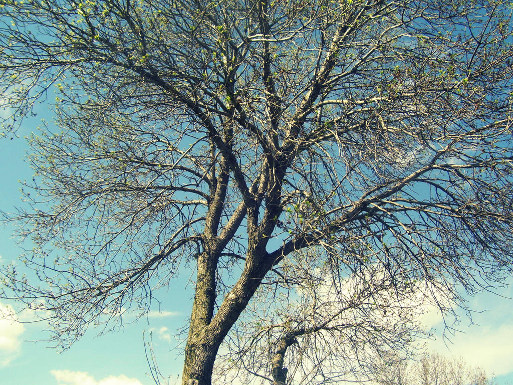 Chillar Tree Chilly Tree by Kit-Kat-Weeb on DeviantArt