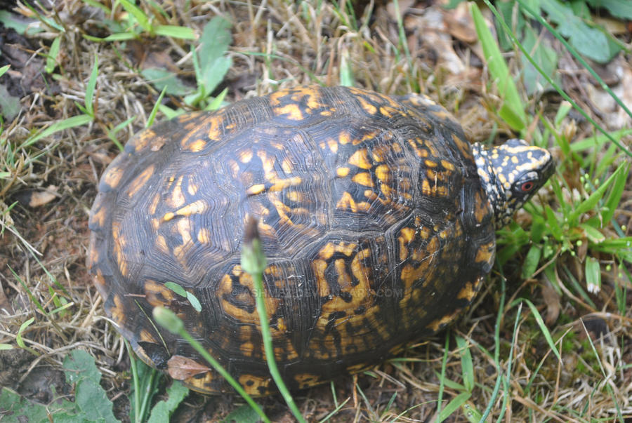 Turtle Back3 Back Turtle by Ashmez on DeviantArt