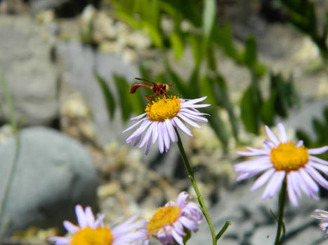 Wasp of nature