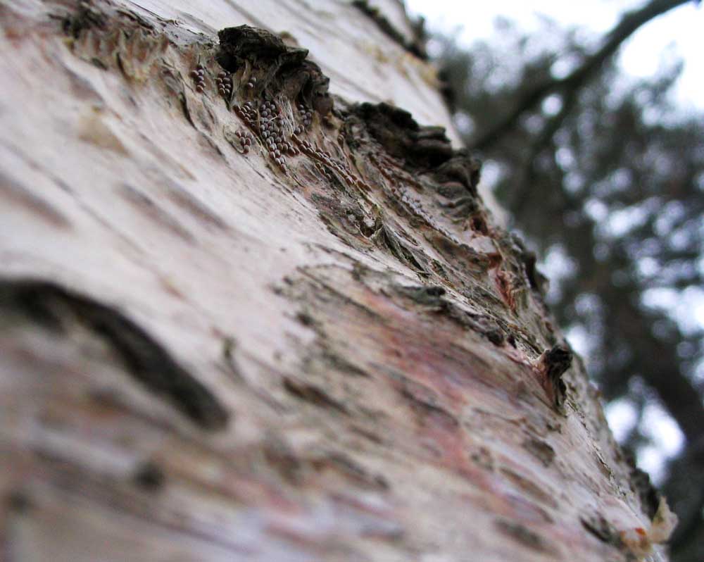 Treeee Texture