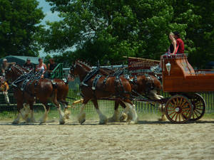 Heavy Horse Show 9