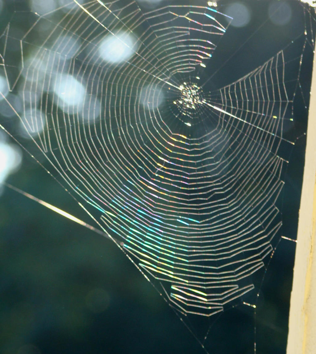 List 104+ Pictures orb weaver web images Superb List 104+ Pictures orb weaver web images Superb