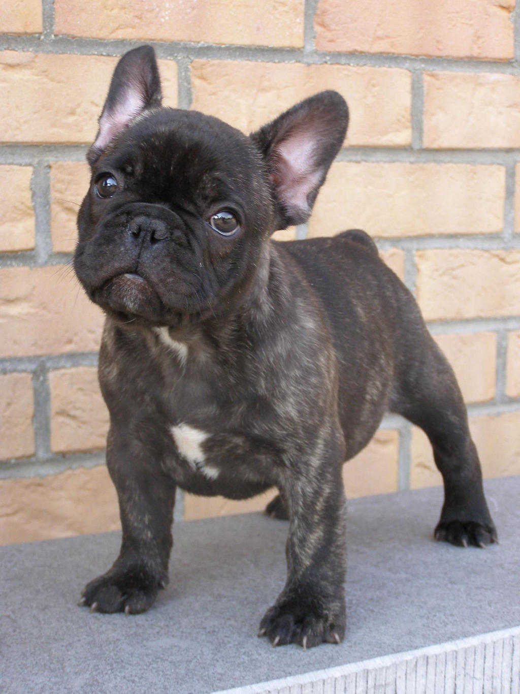 Bouledogue Francais By Vikielaterreur On Deviantart Bouledogue Francais By Vikielaterreur On Deviantart