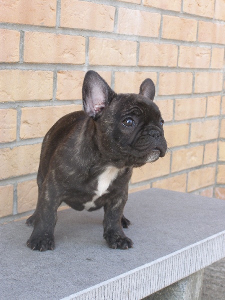 Bouledogue francais