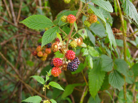 Yummy berries..