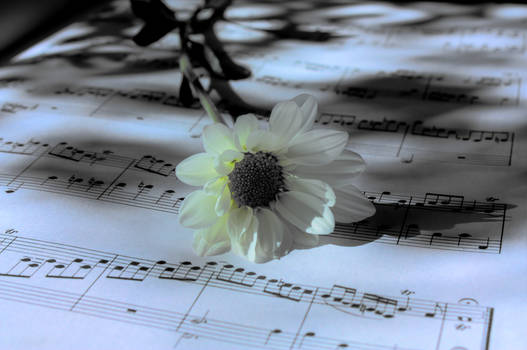 music in petals