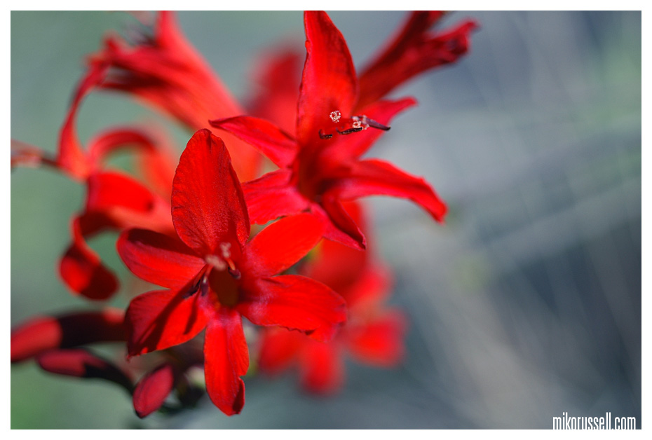 Obscure Nature: Poinsettia