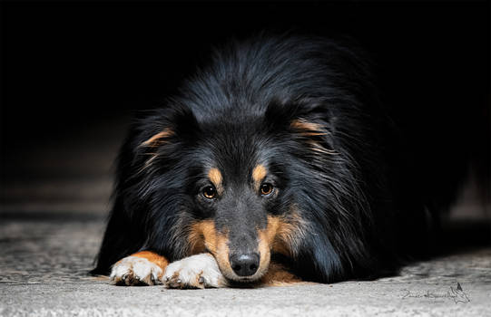 Sheltie