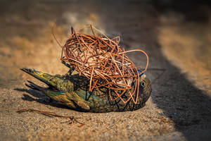 Kea