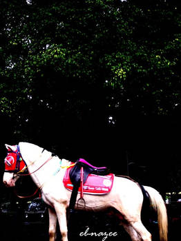 white Bandung horse