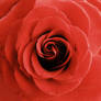 Red Rose