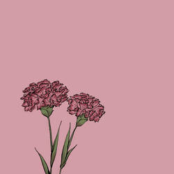 Carnations