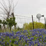 Texas Roadsides