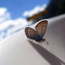 Sunbathing