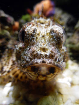 Scorpionfish is the prettiest