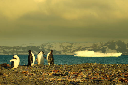 Pinguinos