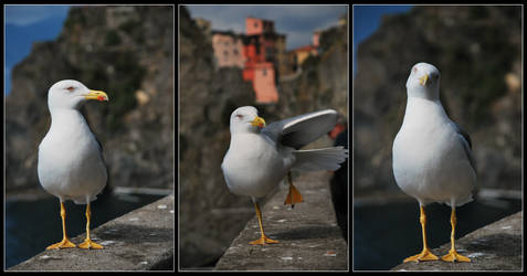 :the seagull: