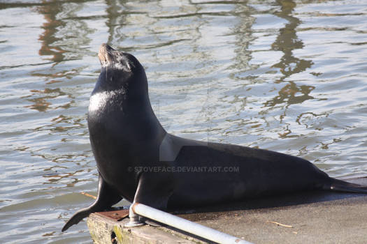 sunning