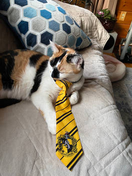 Callie hufflepuff 