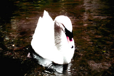 Duck that looks like swan xP