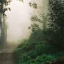 Foggy morning I