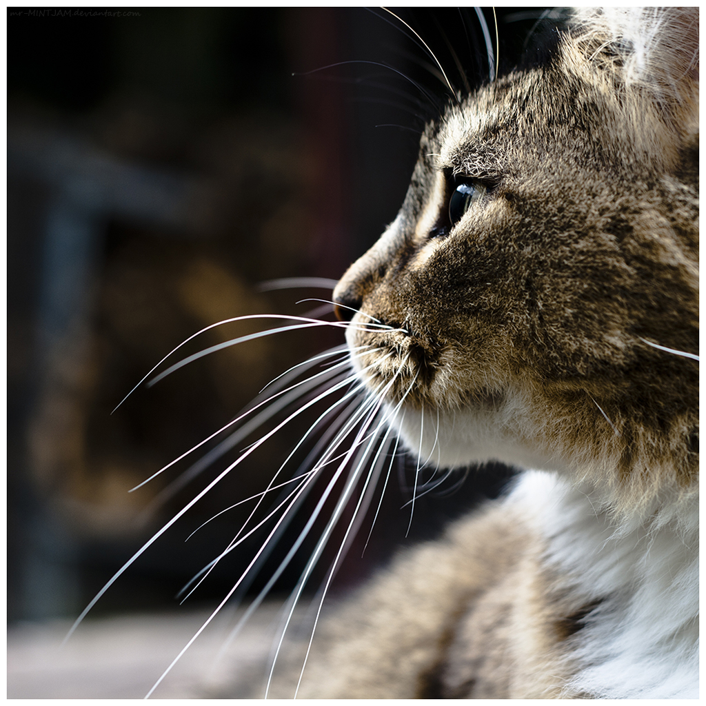 M198 :: Whisker-y