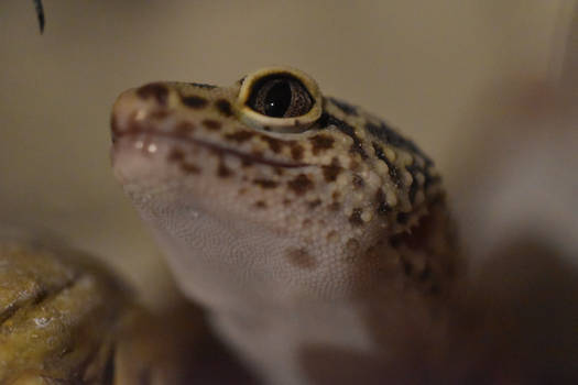 Leopard Gecko 2