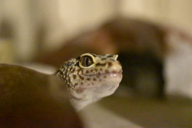 Leopard Gecko 3