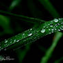 Raindrops