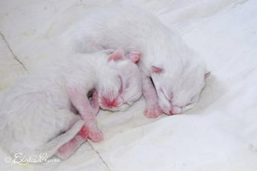 One-day-old kittens