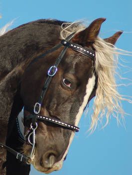 Rocky Mountain Stallion head