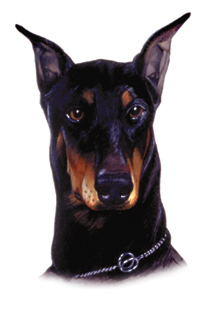 Doberman