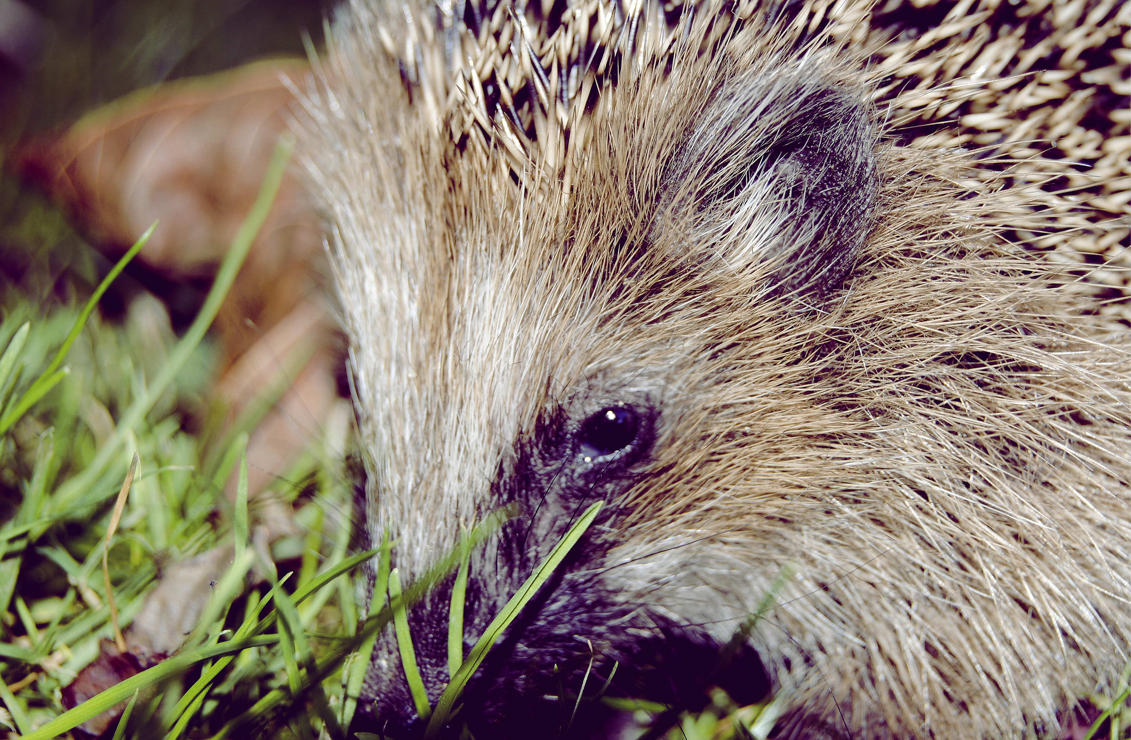 Shy hedgehog (close up).